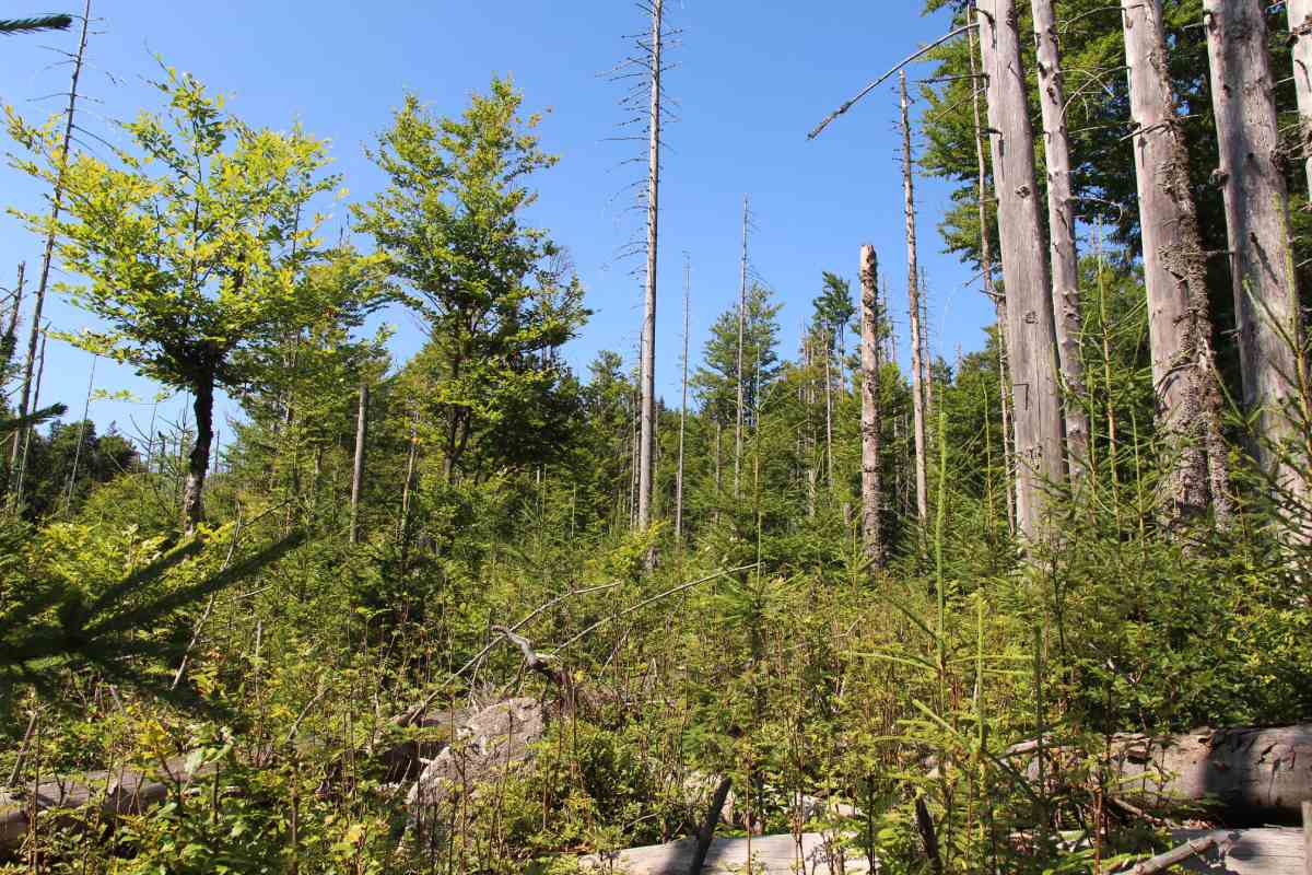 pestre lesy np sumava foto pcizkova