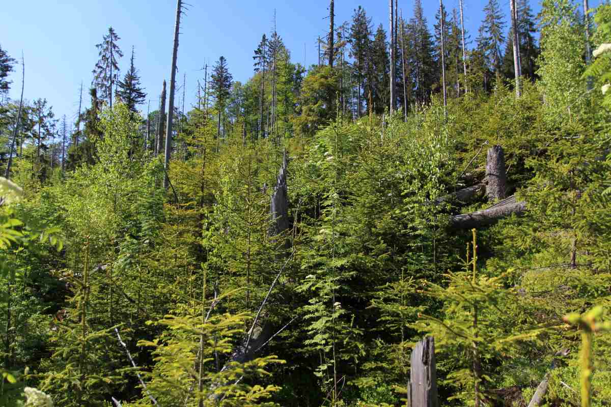 prirozena obnova na bezzasahovych plochach np sumava foto pcizkova