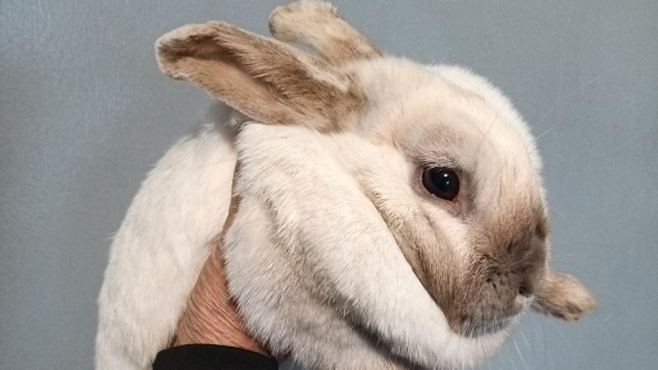 Noční výlet bílého králíka měl šťastný konec