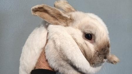 Noční výlet bílého králíka měl šťastný konec