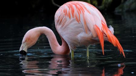 Erbovní zvíře plzeňské zoo se dočká lepšího bydlení