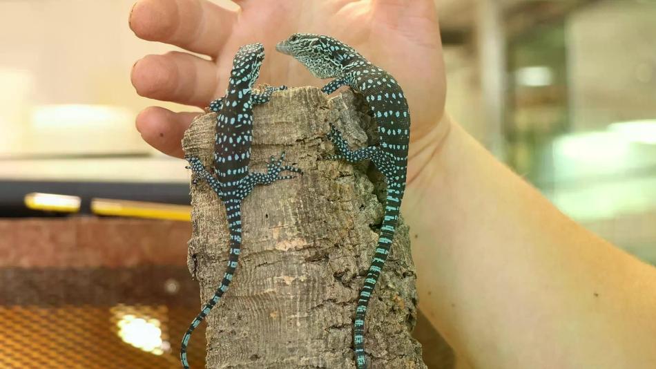 Plzeňská zoo hlásí významný úspěch. Přivítala na svět jednovaječná dvojčata varanů