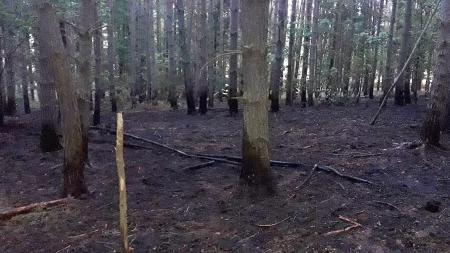 Hasiči v Plzeňském kraji likvidovali v červenci už 121 hořících polí, luk a lesů