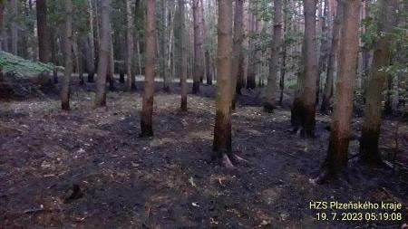 Další velký požár na Plzeňsku. Plameny pohltily část lesa u Přehýšova