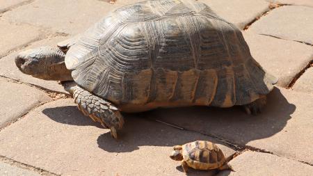 Plzeňská zoo představuje v expozici Mediterraneum želví školku s 28 mláďaty želv