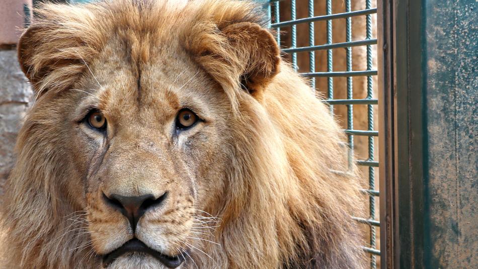 Plzeňskou zoo opustil jeden ze lvů. Stěhoval se do Francie