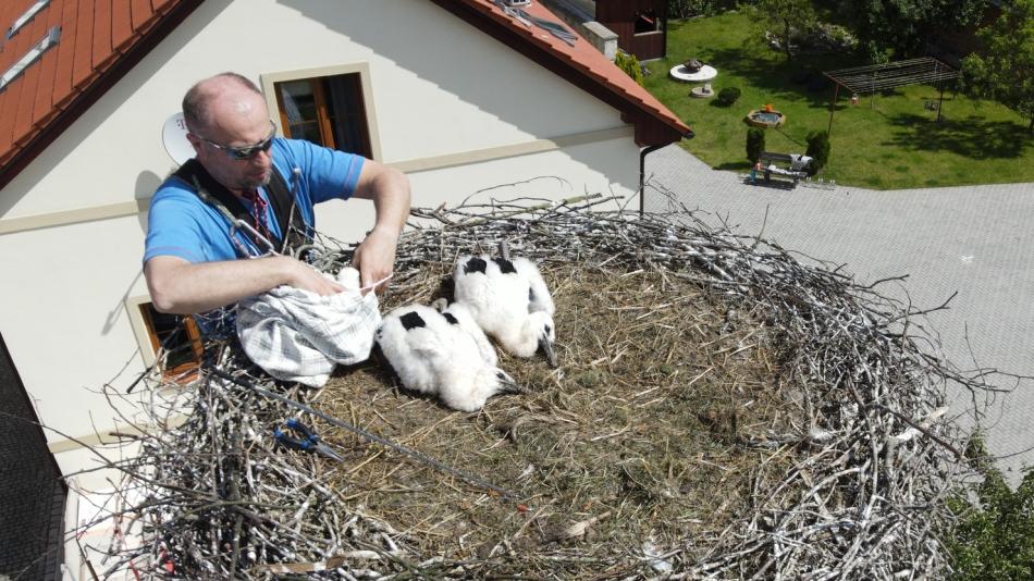 Zvířecí záchranáři z Plzně dali k adopci do různých hnízd deset osiřelých čápat