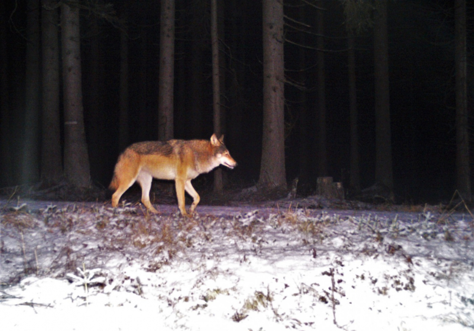 Fotopast v lesích na Rokycansku zachytila na snímku asi tříletého vlka