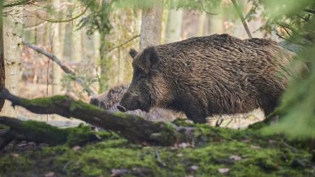 Za pytláctví hrozí muži z Plzeňska dvouleté vězení za odlov divokého prasete