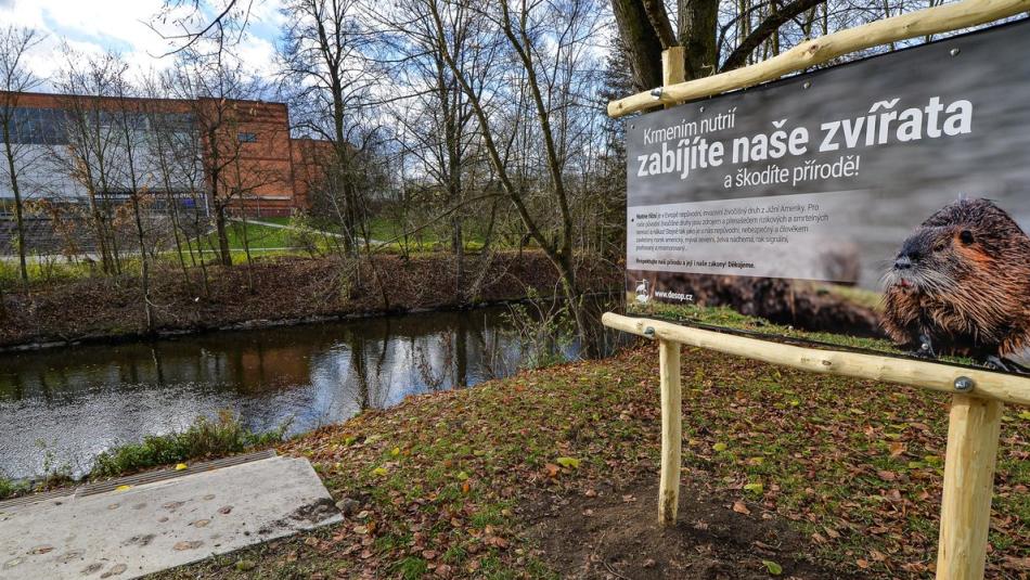 Plzeň varuje před krmením nutrií: Hlodavci ohrožují zdraví a ničí přírodu