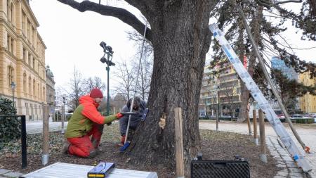 Půjde poškozený strom u Západočeského muzea k zemi? Osud mají v rukou odborníci