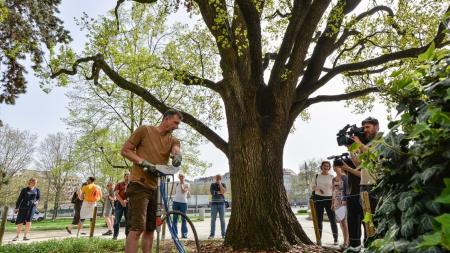 Po dubu u muzea ošetří injektáž další stromy v Plzni