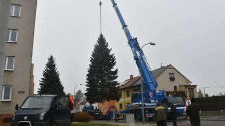 Plzeňský vánoční strom vyrostl na Doubravce, místním už překážel