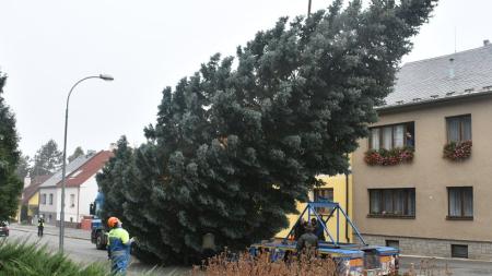 Plzeň hledá vánoční strom