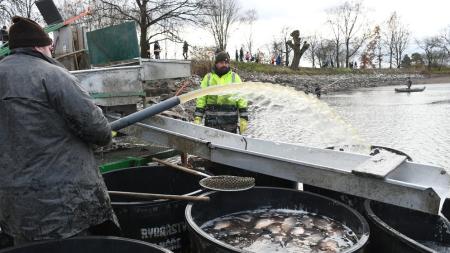 Plzeňští rybníkáři se chystají na výlov Drahotínského rybníka. Cena kapra zůstává stejná