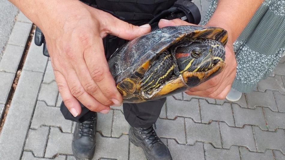 Želva se vydala na procházku, skončila v útulku