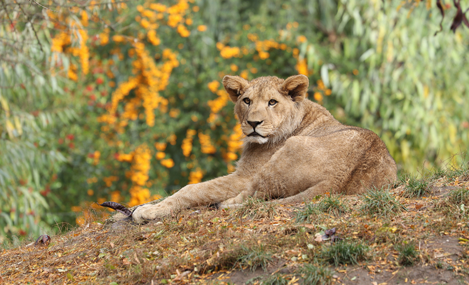 Dvě lví mláďata z plzeňské zoo odjela do zahraničí, samici Damali museli veterináři uspat