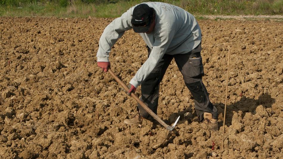 Podpora za úrodu ovoce zničenou mrazy pomůže farmářům z Plzeňska jen částečně