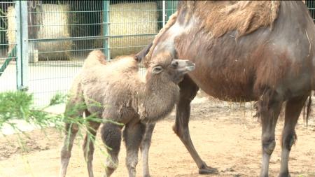 Zoo Plzeň uspořádala křtiny mláděte velblouda dvouhrbého.