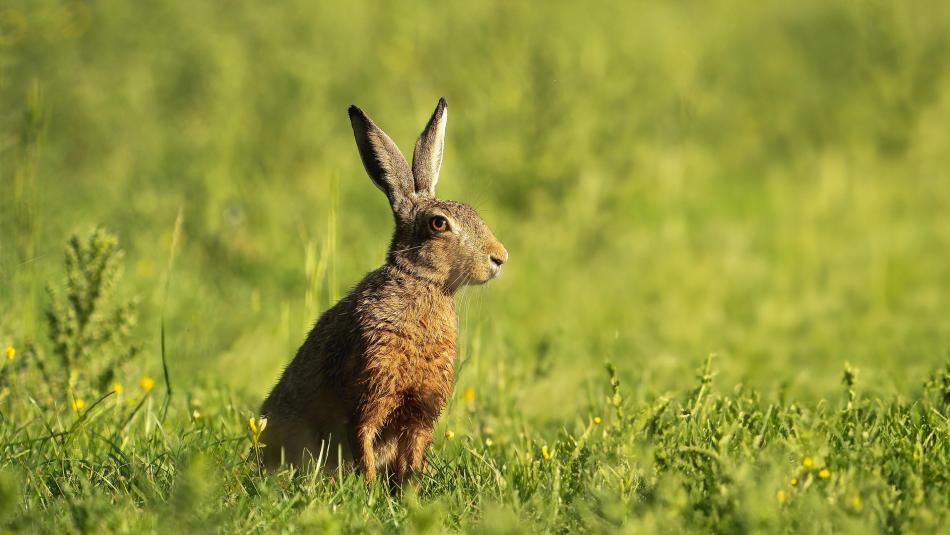 Myxomatóza zajíců se objevila ve Zlínském kraji. Jeden případ hlásí Ostrožská Nová Ves