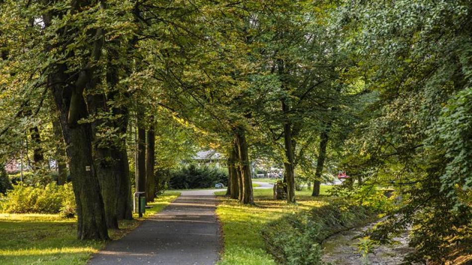 Sokolovsko chrání své přírodní klenoty. Letos přibyde nový památný dub