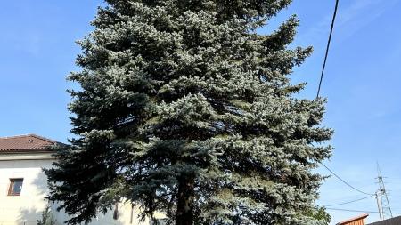 Vánoční Karlovy Vary letos ozdobí strom z Chranišova