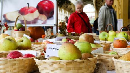 Lázeňský festival jablek v Mariánských Lázních se blíží