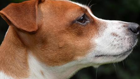Bývalý medik léčil psa zákroky, při kterých zvíře trpělo. Za bolestivé týrání vyfasoval podmíněný trest a zákaz chovu zvířat