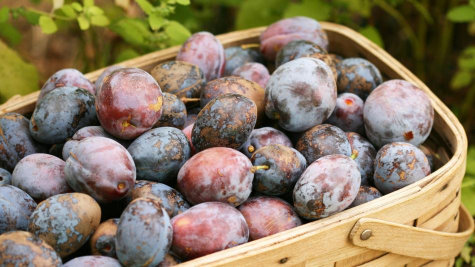 Farmářské trhy v Karlových Varech nabídnou ovoce, zeleninu i italské speciality