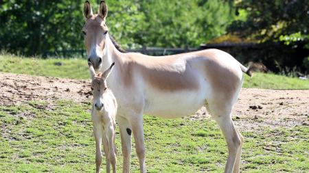 Plzeňská zoo hlásí přírůstek, vzácné mládě se narodilo před 10 dny