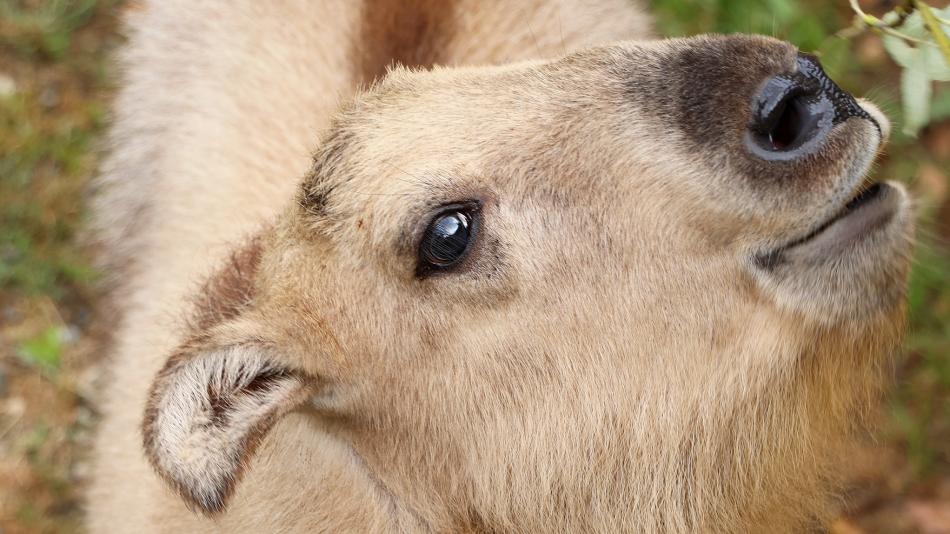 Rušný týden v plzeňské ZOO se nesl ve znamení radostných událostí