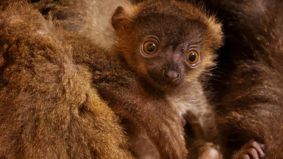 Plzeňská zoo se může pochlubit novými přírůstky