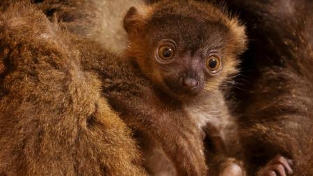 Plzeňská zoo se může pochlubit novými přírůstky