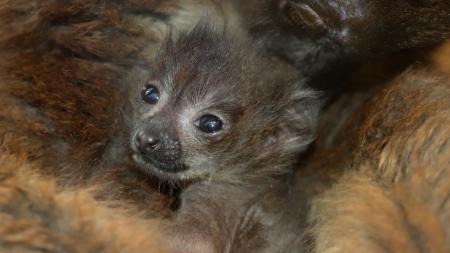 Sedm let čekání je u konce. Plzeňská zoo přivítala vzácný přírůstek