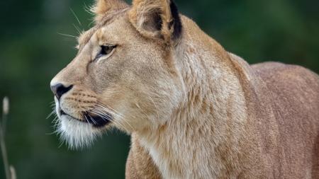 V Rokycanech řeší problém. Veterináři tam zjistili pokračující nepovolený chov šelem