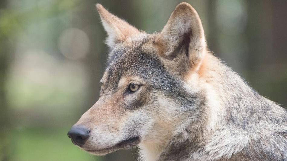 Vlčice s bílým pruhem na zádech zpět ve výběhu, jeden vlk je stále na svobodě