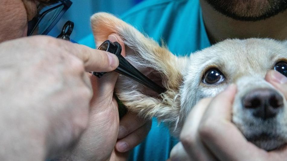 Dobrá zpráva pro majitele zvířecích mazlíčků. Vznik veterinární pohotovosti se opět přiblížil