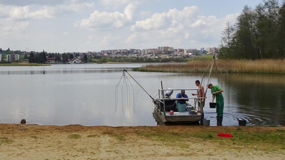 Před letní sezonou Plzeň kontrolovala složení rybích druhů v rekreačních rybnících