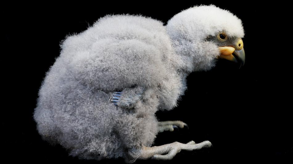 V plzeňské zoo se narodilo unikátní mládě papouška
