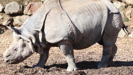 Smutek v plzeňské zoo. Na srdeční selhání uhynul samec nosorožce indického