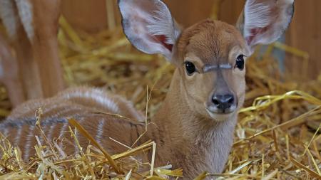 Radost v plzeňské zoo. Přivítali tam na svět dvě mláďata antilop