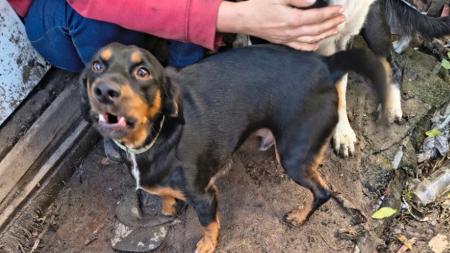 Veterináři s policisty odebrali problematické chovatelce z Tachovska 57 zvířat