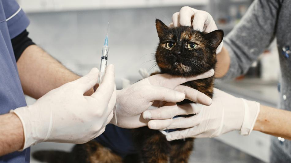 V Karlovarském kraji startuje víkendová veterinární pohotovost pro domácí mazlíčky