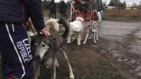 VIDEO: Ve Stříbře se uskutečnil premiérový ročník závodu psích spřežení