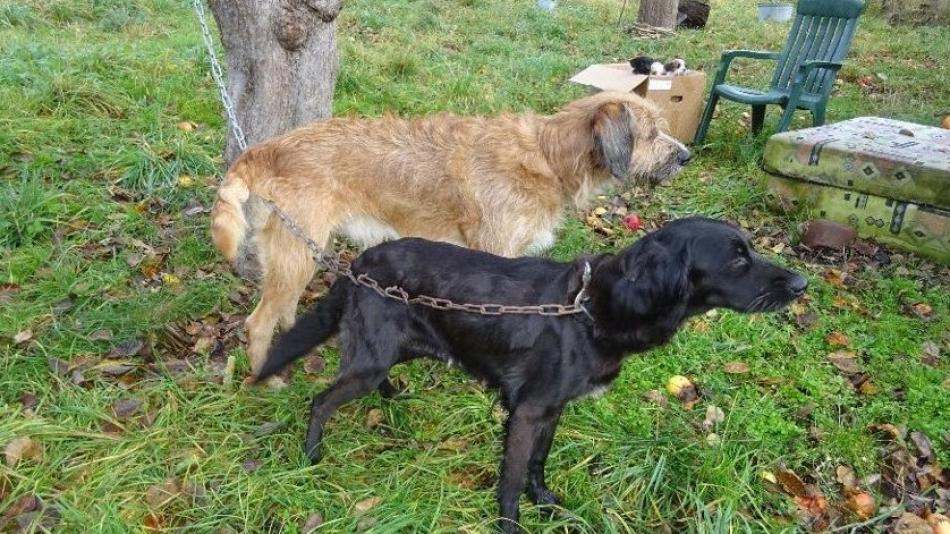 Záchrana ze zdevastované chaty: Veterináři odebrali podvyživené psy