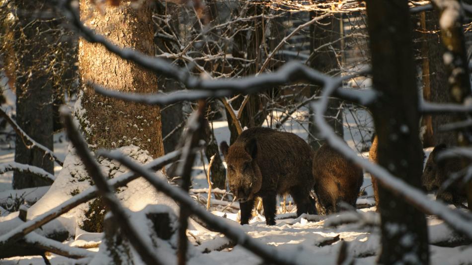 Karlovarský kraj upraví program na odlov černé zvěře, reaguje na podněty žadatelů