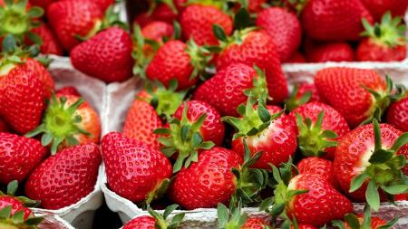 Na pátečních trzích v Karlových Varech budou k dostání jahody z okolí Žatce