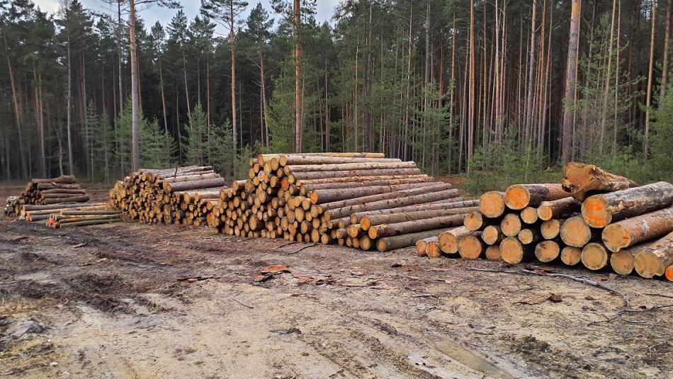 Plzeň nabízí k prodeji palivové dřevo ze svých lesů