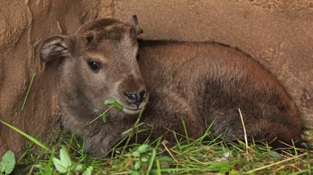 V plzeňské zoo se poprvé narodilo vzácné mládě takina čínského