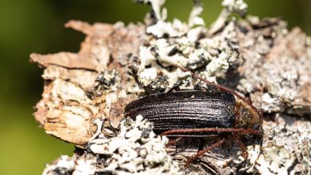 Na Šumavě se vyskytuje vzácný brouk trnoštítec horský